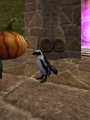 Pet Penguin Live.jpg