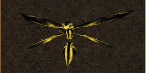 Mini Gold Phyntos Wasp Live.jpg