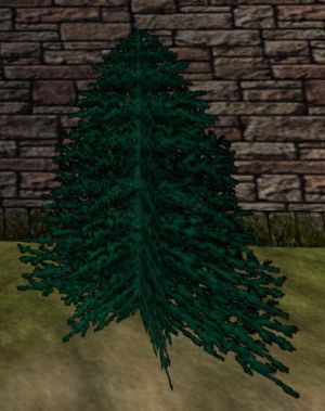 Small Pine Tree Live.jpg