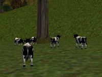 38.2S, 68.4E - Farmer's Herd Live.jpg