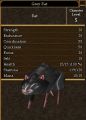 Grey Rat.jpg