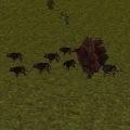 11.5N, 37.9E - Auroch Herd Live.jpg