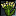 Yarrow Icon.png